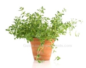 Growing Thyme Plant Indoors How To Grow Thyme Herb
