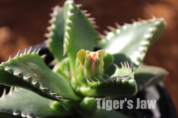 tiger's jaw, faucaria tigrina, rare succulent