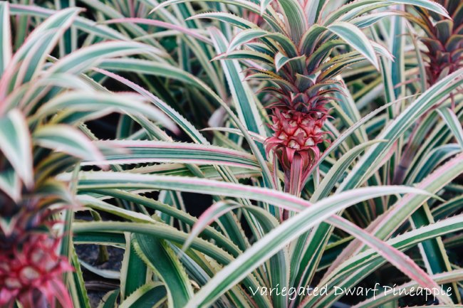 industrie wees onder de indruk Effectief Growing Pineapple Plants Indoors - Ananas comosus