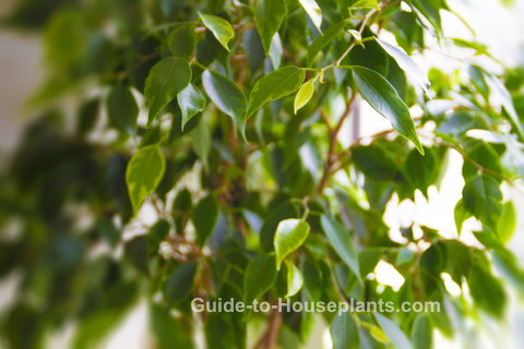 Weeping Fig Tree Ficus Benjamina Picture Care Tips
