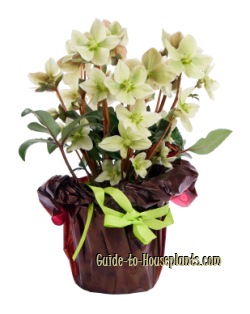 helleborus niger, white hellebore, hellebore plant