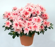 Indoor Azalea Care Tips - Planting, Growing, Pruning Azaleas