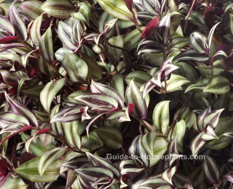 Wandering Jew House Plant Tradescantia Albiflora Care Tips