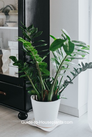 Tips for propagating zamioculcas zamiifolia (Aroid Palm), Growing ZZ Plant  indoor 